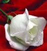   Peace Flower